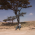 Geedka jacaylka=Tree of Love