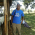 okoth oninga