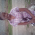 at Naivasha golf course. Fun loving