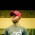 its a picture of alex taken from a plain black background it has got the dimensions of 5 by 5 cm